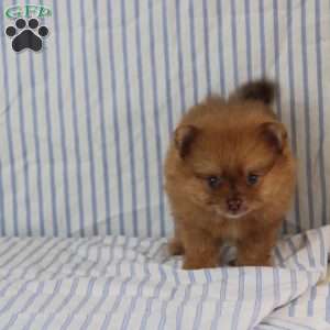 Olive, Pomeranian Puppy